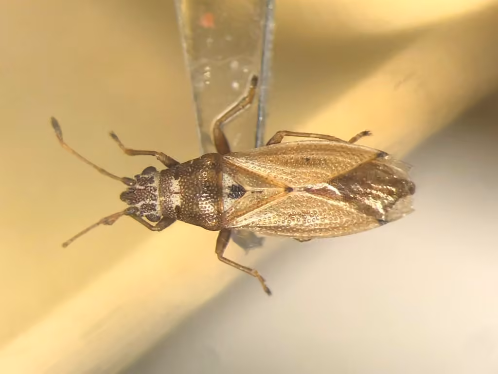 Cymus angustatus, Adulte