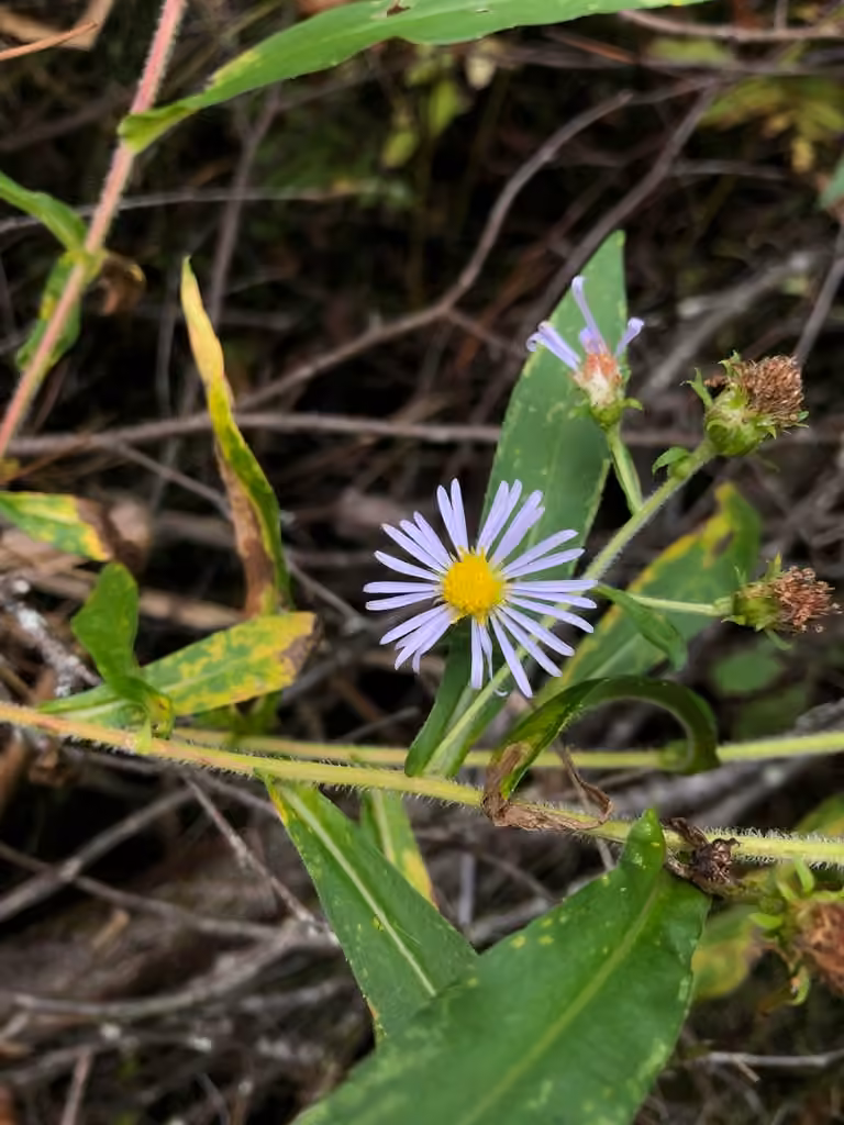 Aster ponceau, En fruits