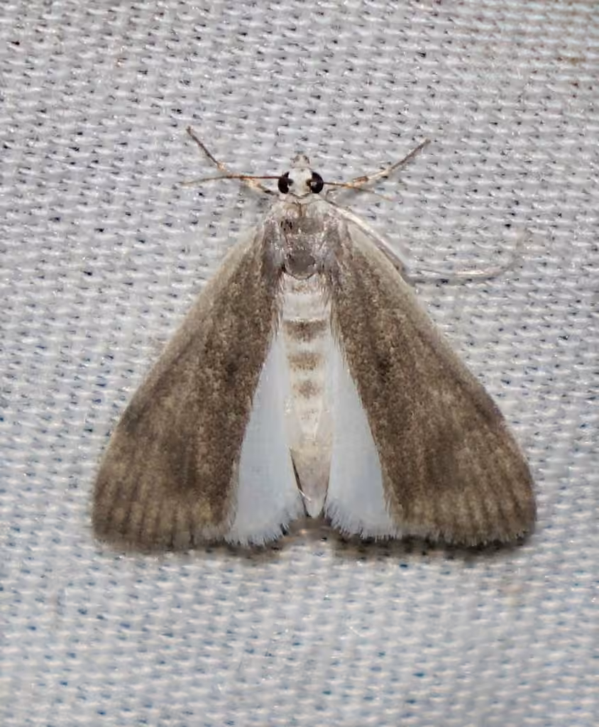Polymorphic Pondweed Moth, photo 2 of 5