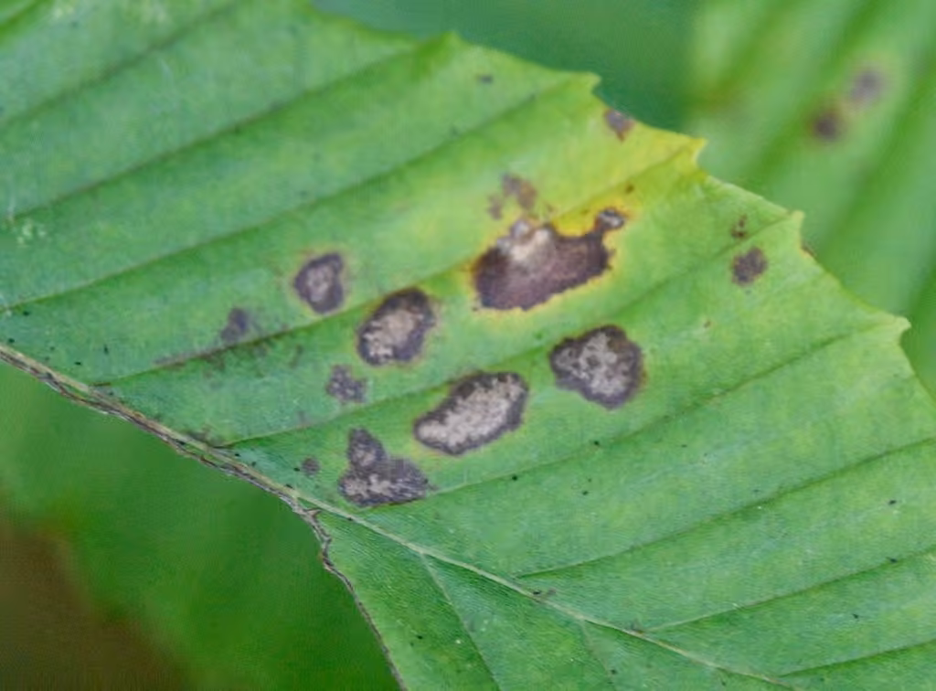 Anthracnose du chêne et du hêtre, photo 2 sur 5