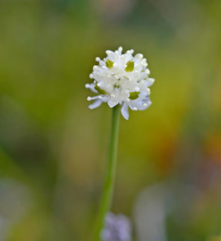 Tofieldie naine, En fleurs