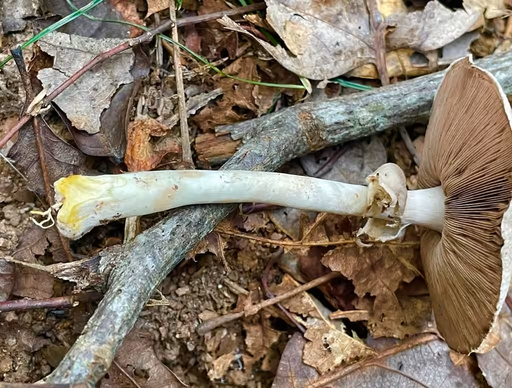 Agaricus pocillator, photo 3 sur 5