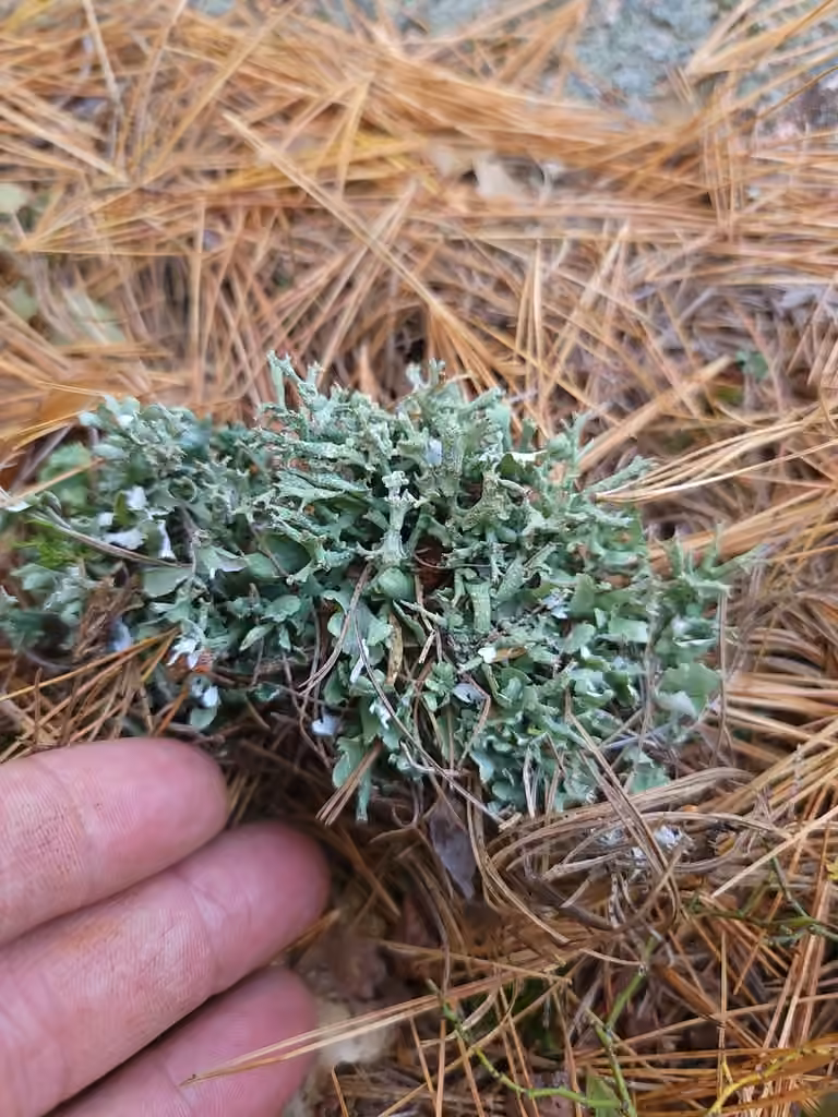 Cladonie enflée, photo 3 sur 5