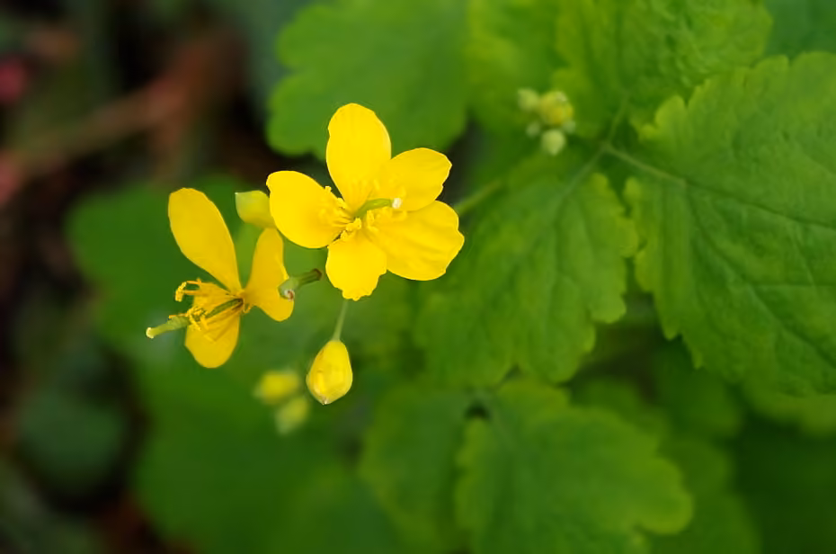 Grande chélidoine, En fleurs
