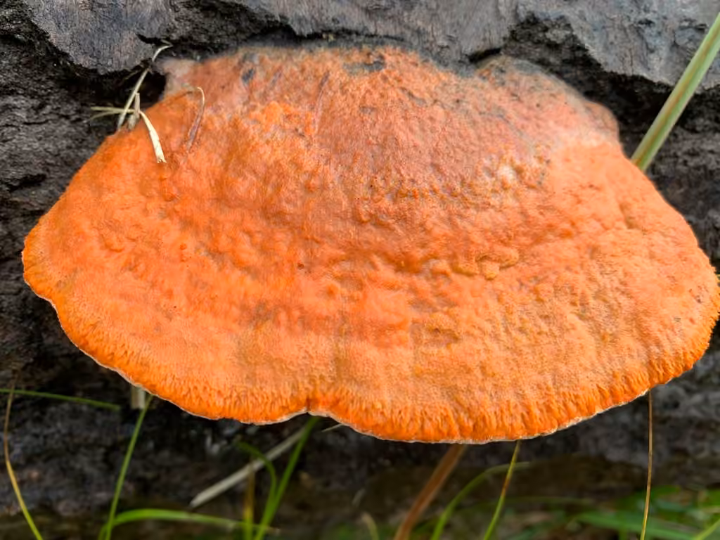 Pycnopore cinabre