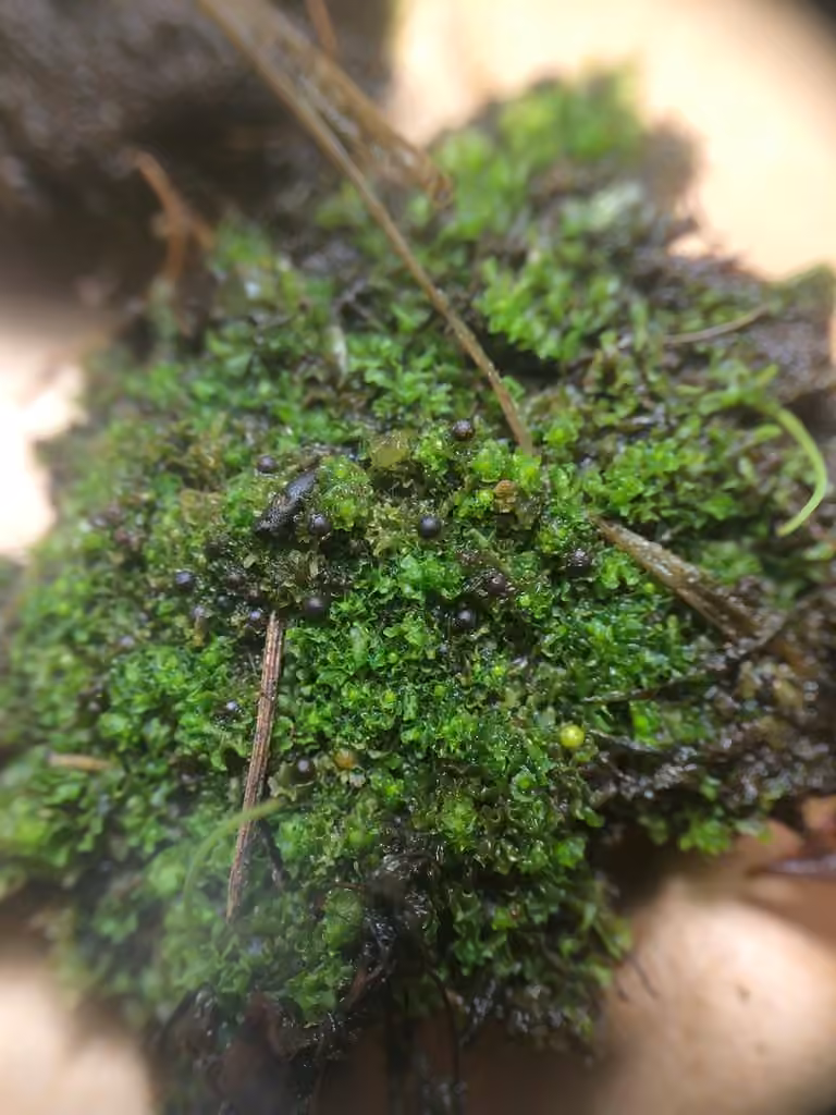 Pitted Frillwort, photo 2 of 5