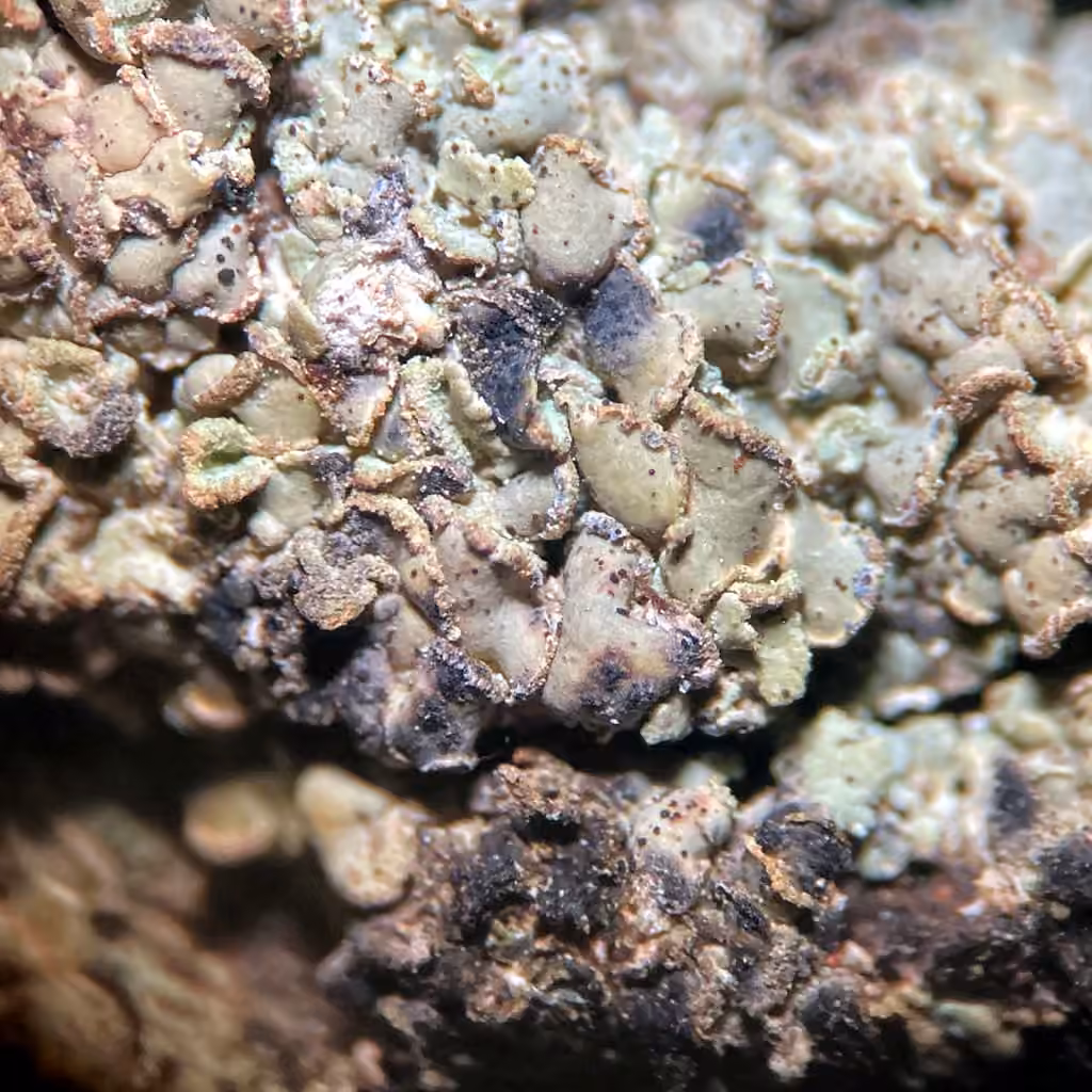 Clypeococcum lichen, photo 2 of 3