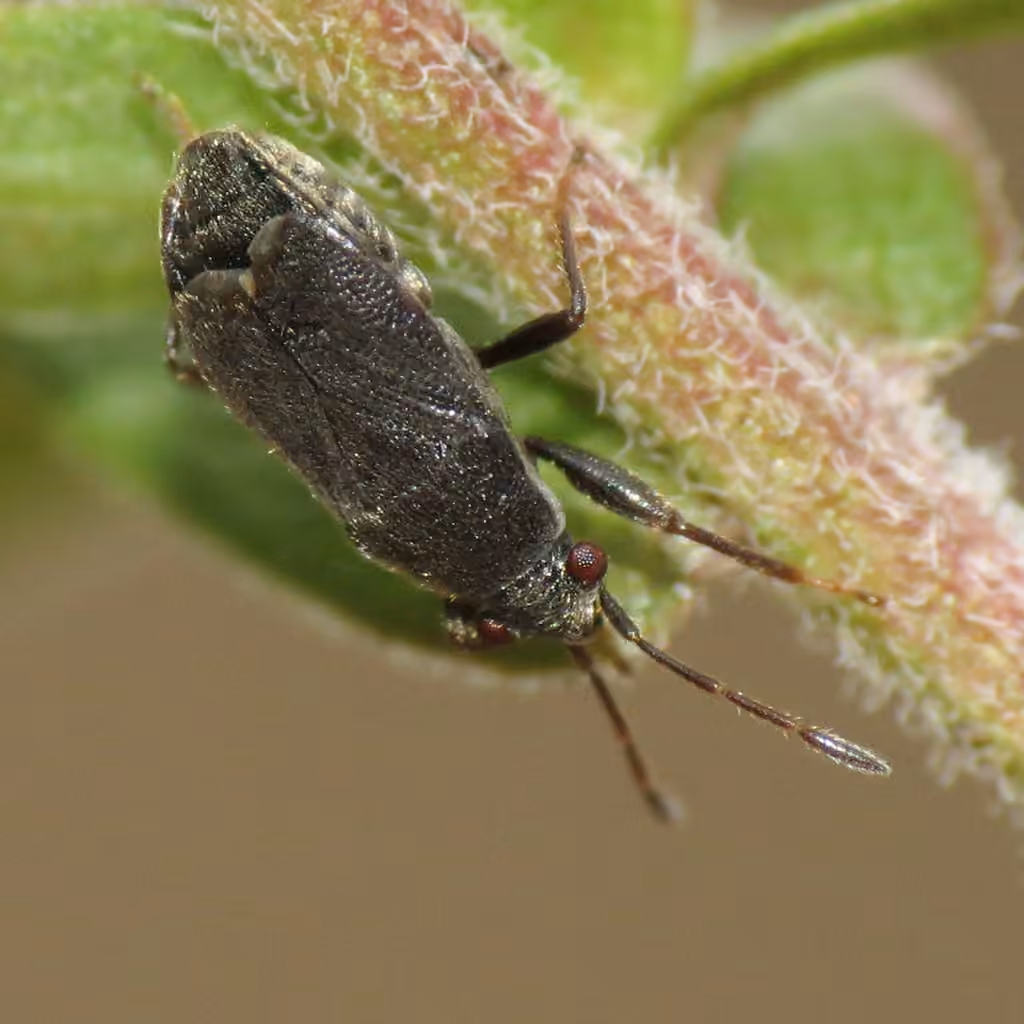 Stygnocoris rusticus, Adulte