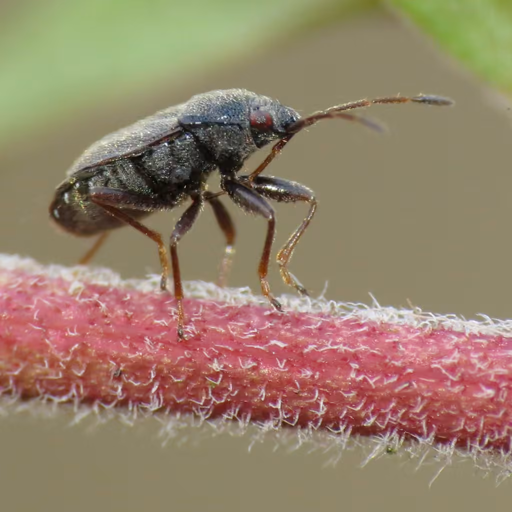 Stygnocoris rusticus, Adulte