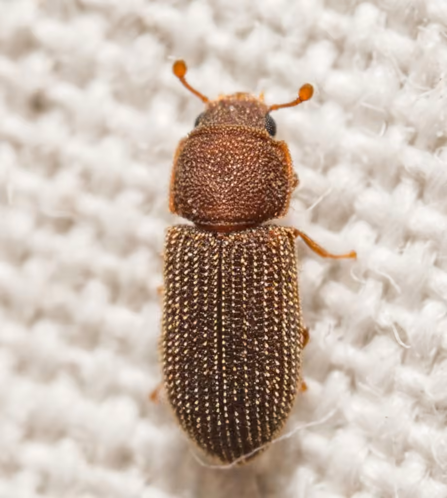 Zophère fuligineux, Adulte