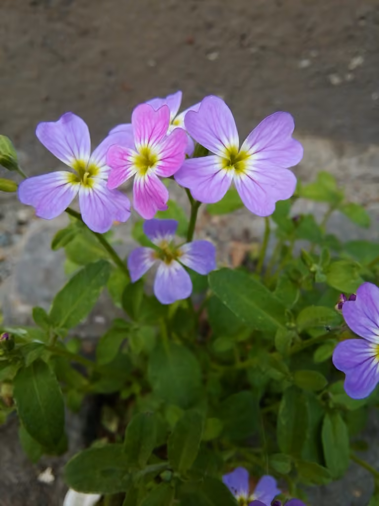 Malcolmie maritime, En fleurs