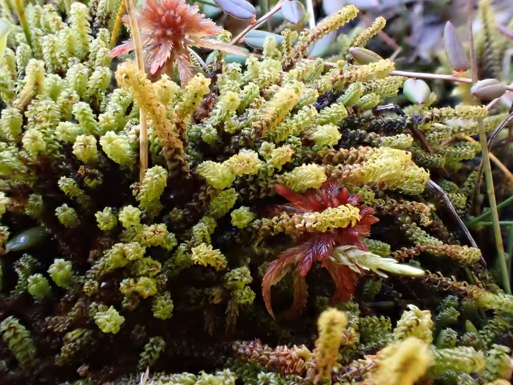 Paludelle hérissée, photo 3 sur 5