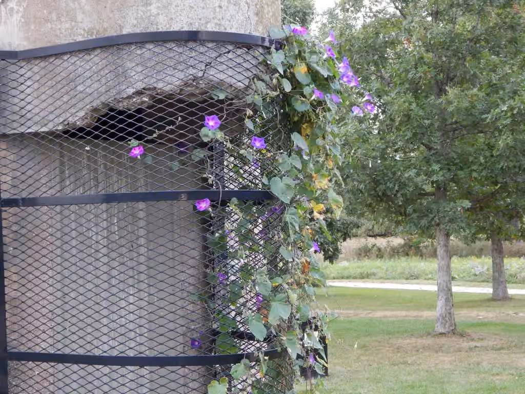 Volubilis, En fruits
