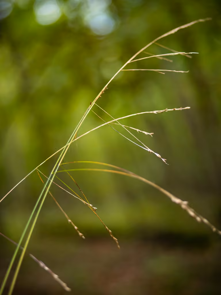 Fétuque obtuse, photo 1 sur 5