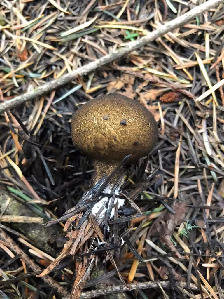 Umber-brown Puffball, photo 3 of 5