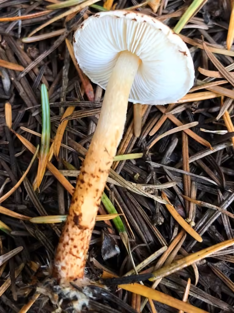 Chestnut Dapperling, photo 1 of 5