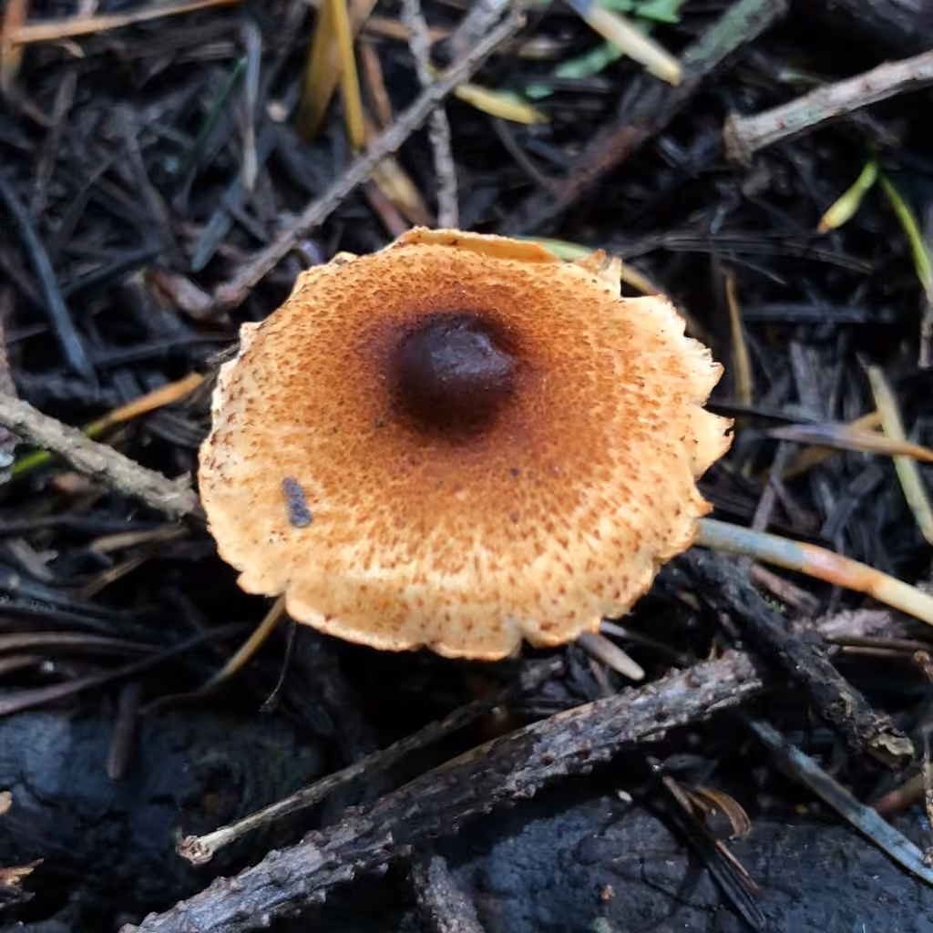 Chestnut Dapperling, photo 2 of 5