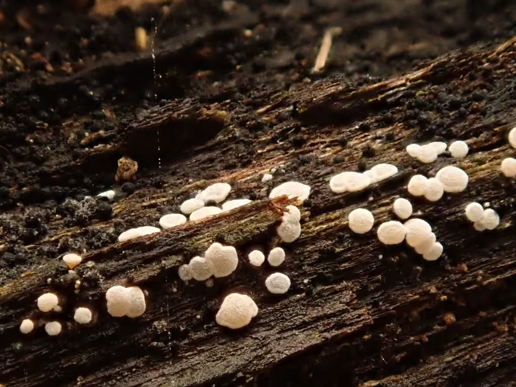 Polydesmie pruineuse