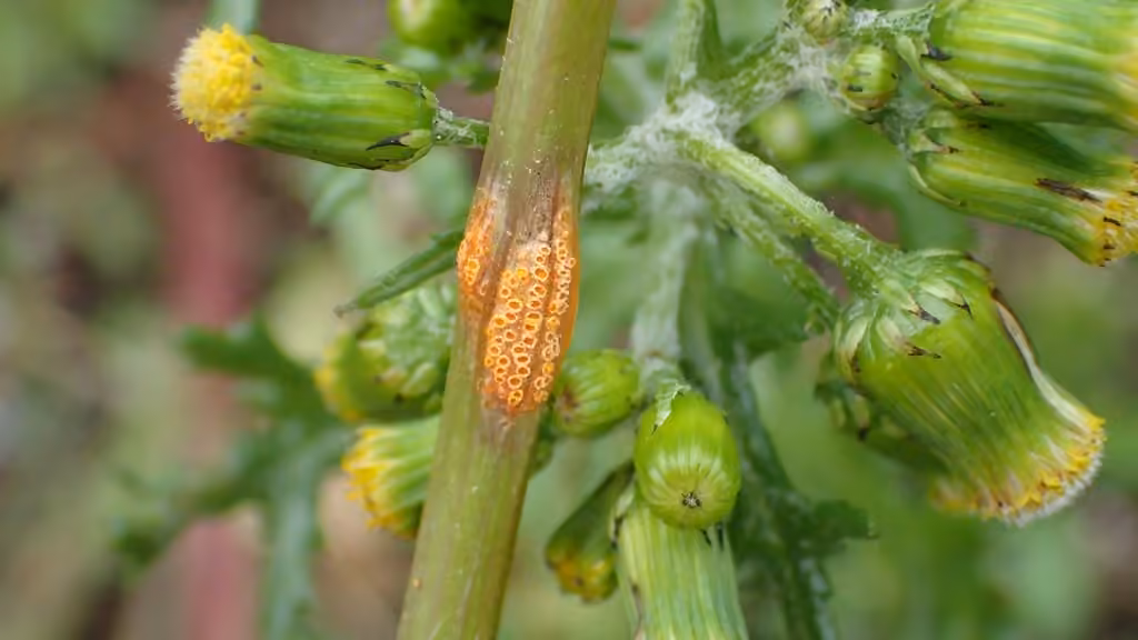 Rouille du Séneçon, photo 3 sur 5