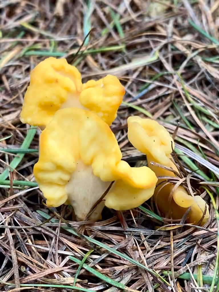 Spathulaire jaune