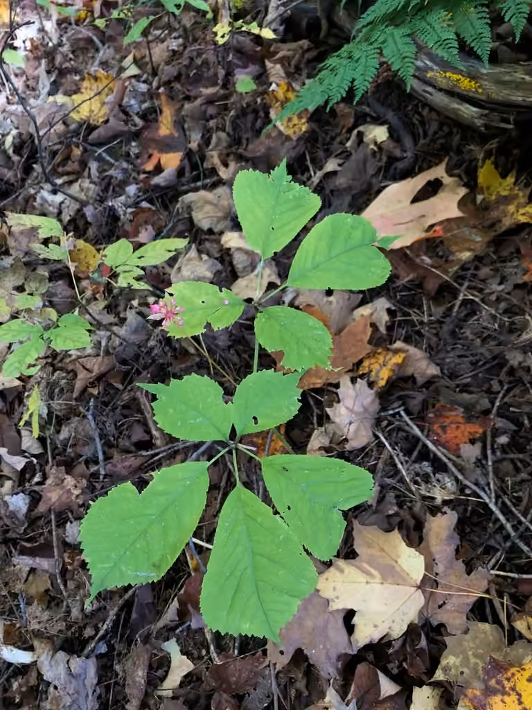 Ginseng à cinq folioles, En fleurs