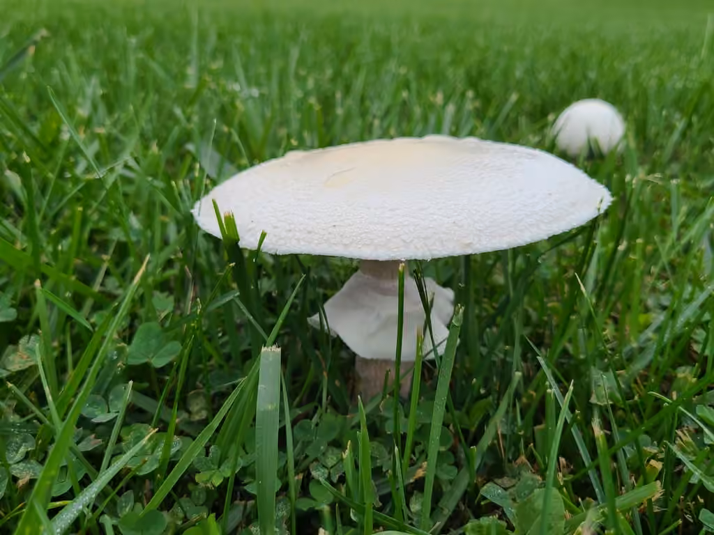 Agaric géant des prés, photo 3 sur 5