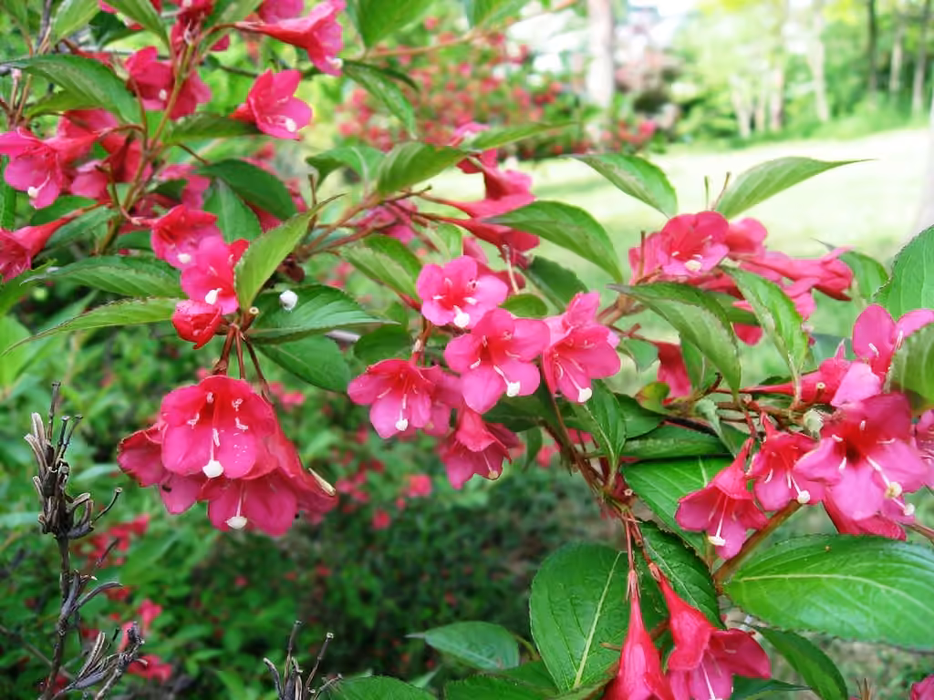 Crimson weigela