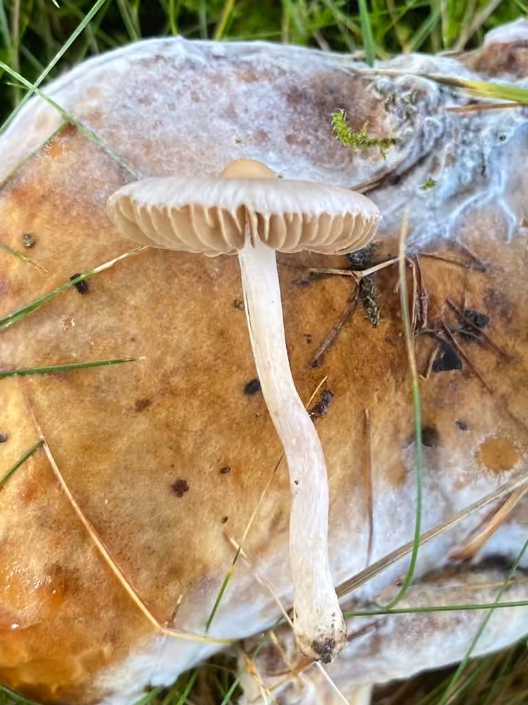 White Fibrecap, photo 2 of 5