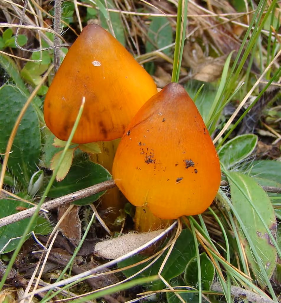 Hygrophore conique, photo 3 sur 5