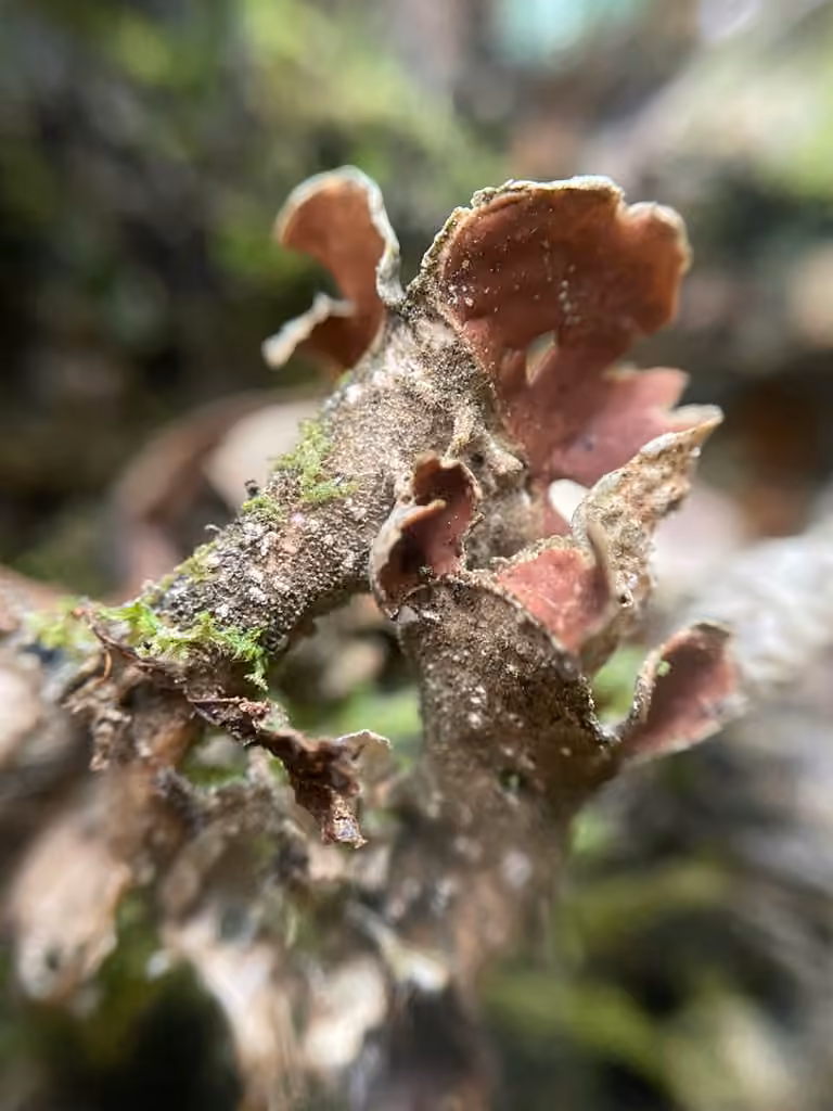 Néphrome boutonneux, photo 2 sur 5