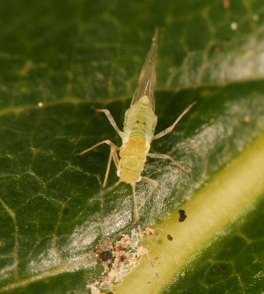 Oak aphid, photo 3 of 5