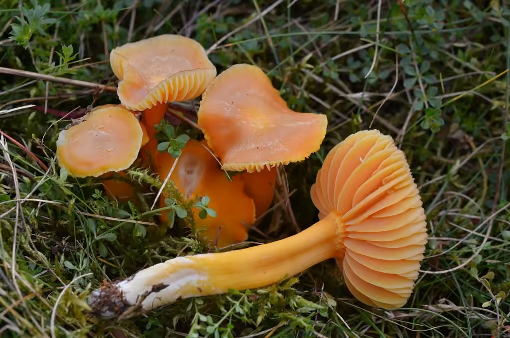 Honey Waxcap, photo 2 of 5