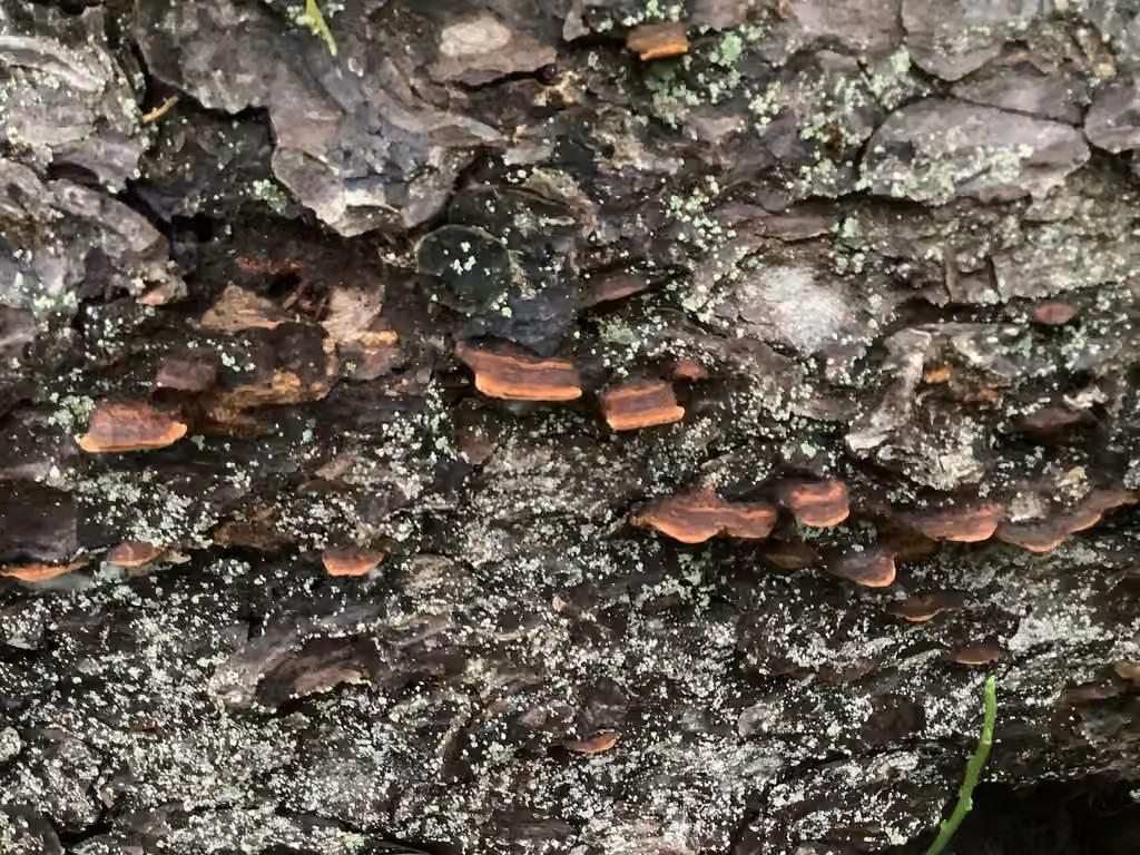 Polypore viticole, photo 3 sur 5