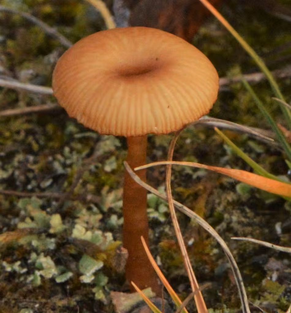 Omphale en coupe, photo 2 sur 5