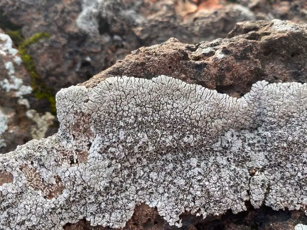 Mégaspore variable, photo 2 sur 5