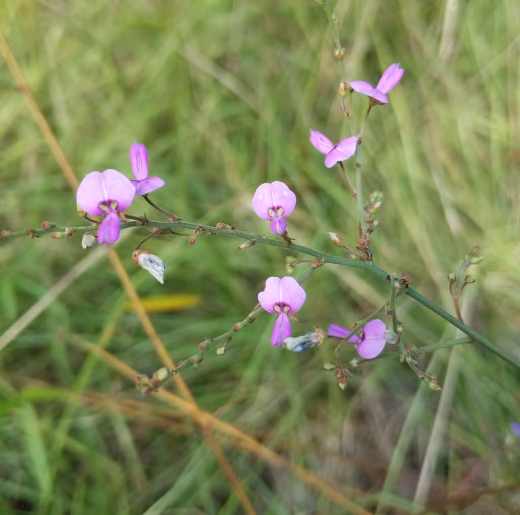 Panicledleaf ticktrefoil, photo 1 of 5