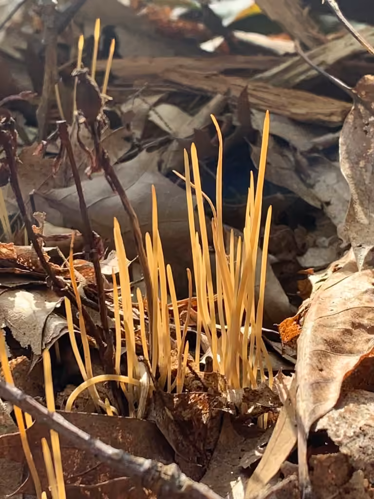 Clavaire filiforme, photo 3 sur 5
