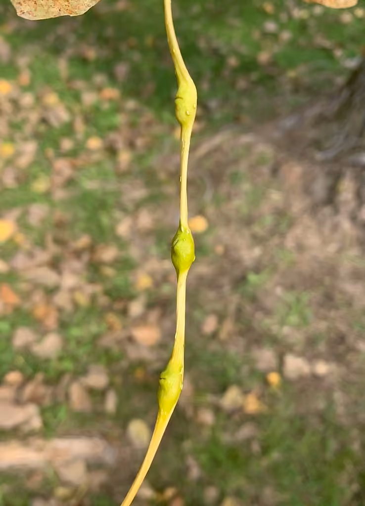 Puceron des feuilles du peuplier, photo 1 sur 5