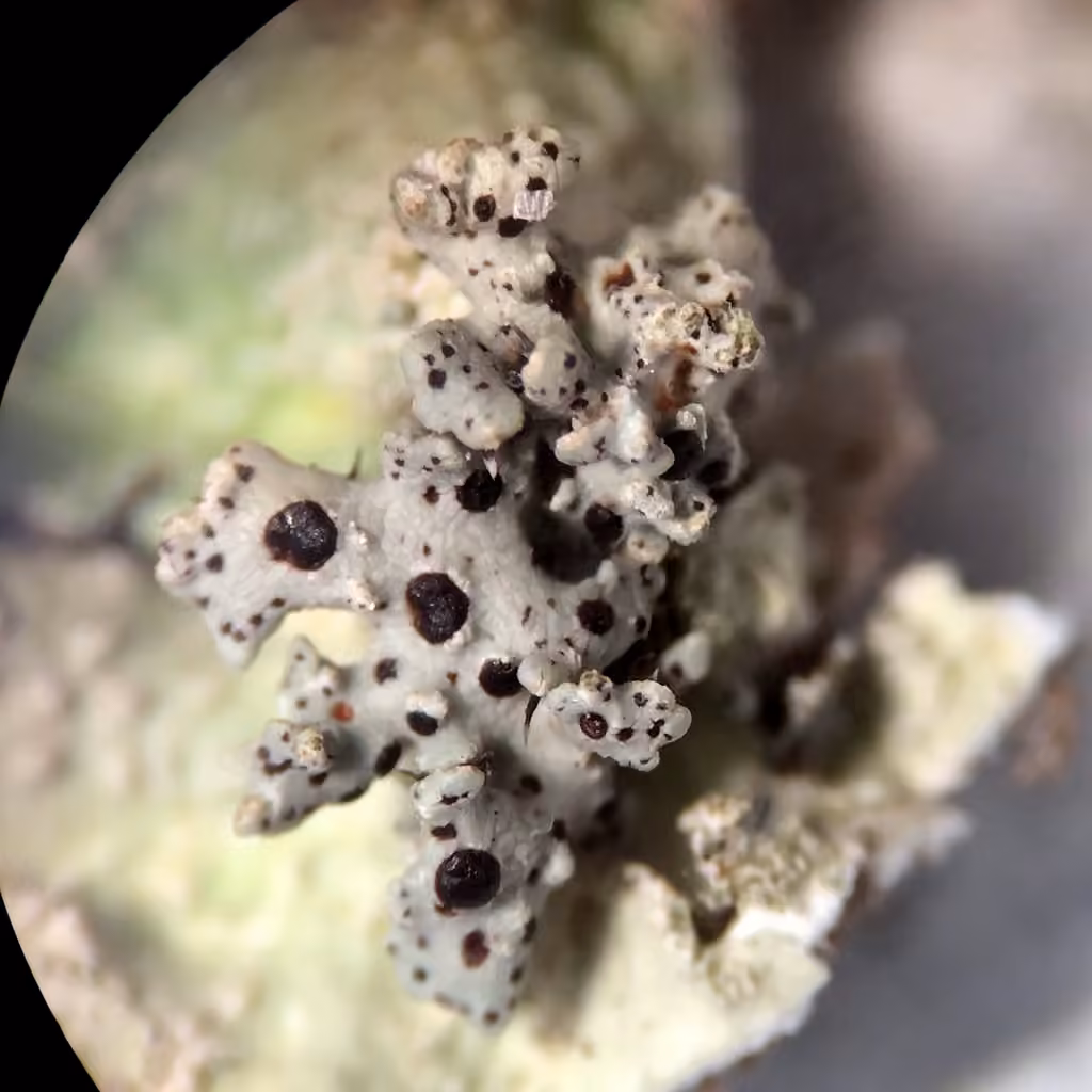 Nesolechia oxyspora, photo 3 of 5