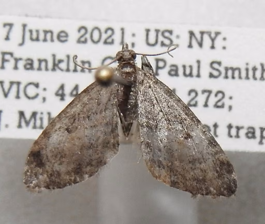 Larch Pug Moth, Male