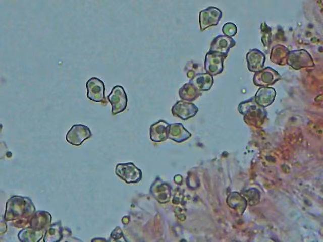 Entolome abortif, photo 2 sur 5