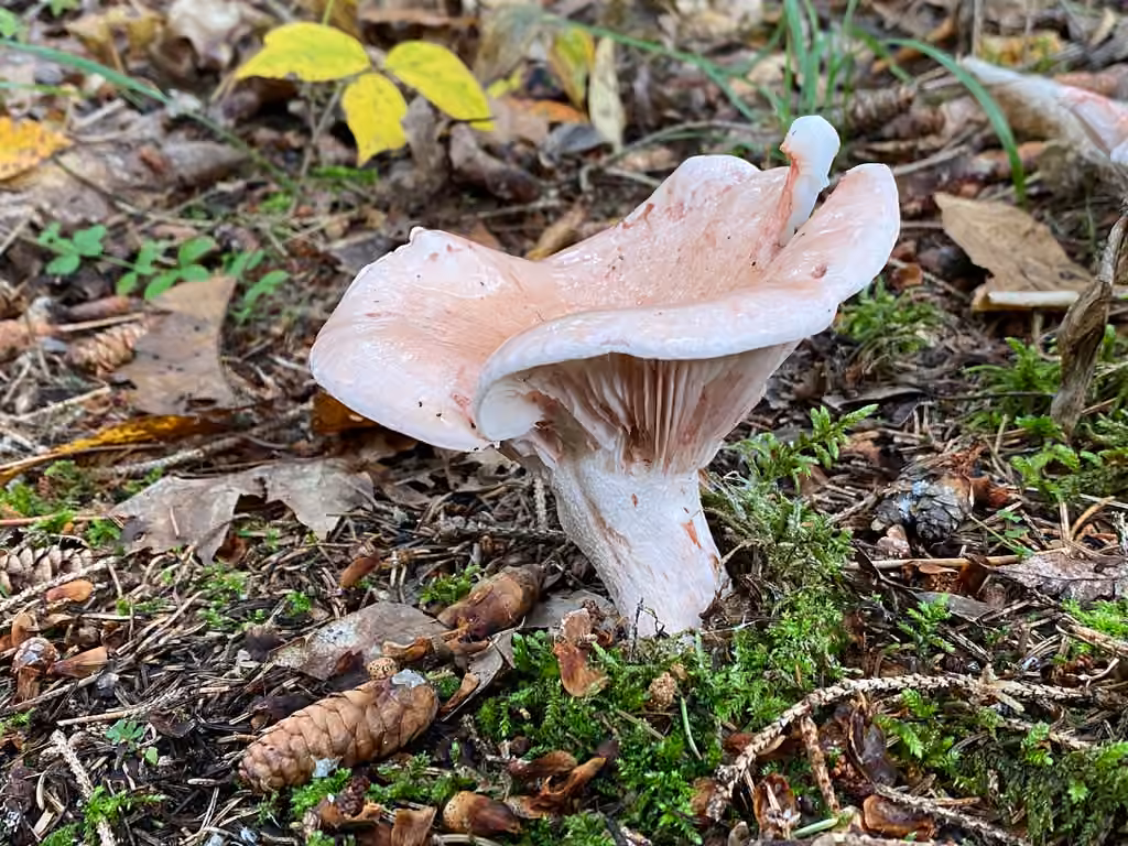 Hygrophore rougissant, photo 3 sur 5