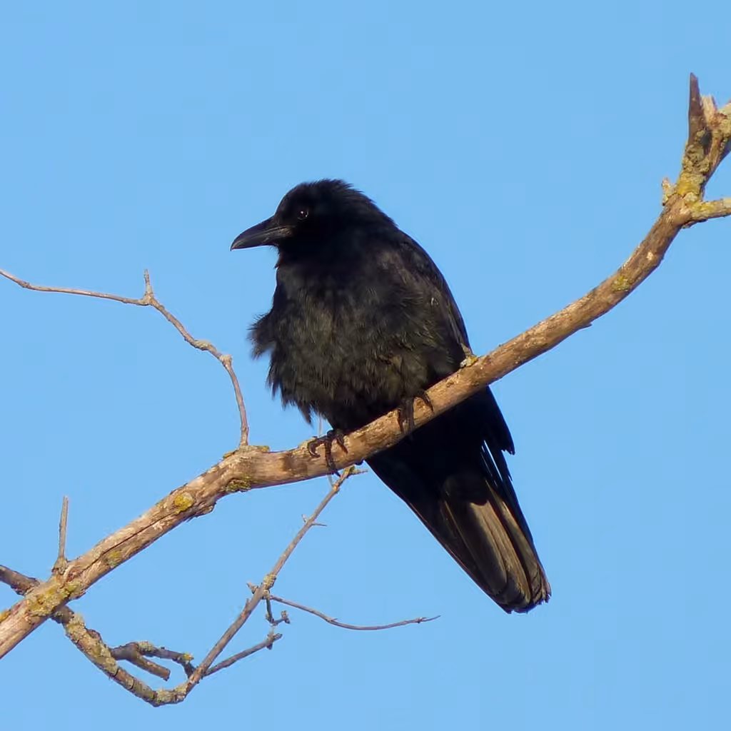 Fish Crow, photo 3 of 5