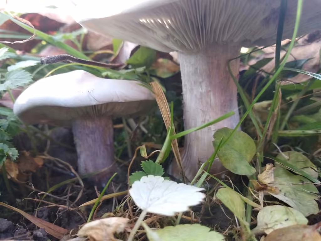 Field Blewit, photo 3 of 5