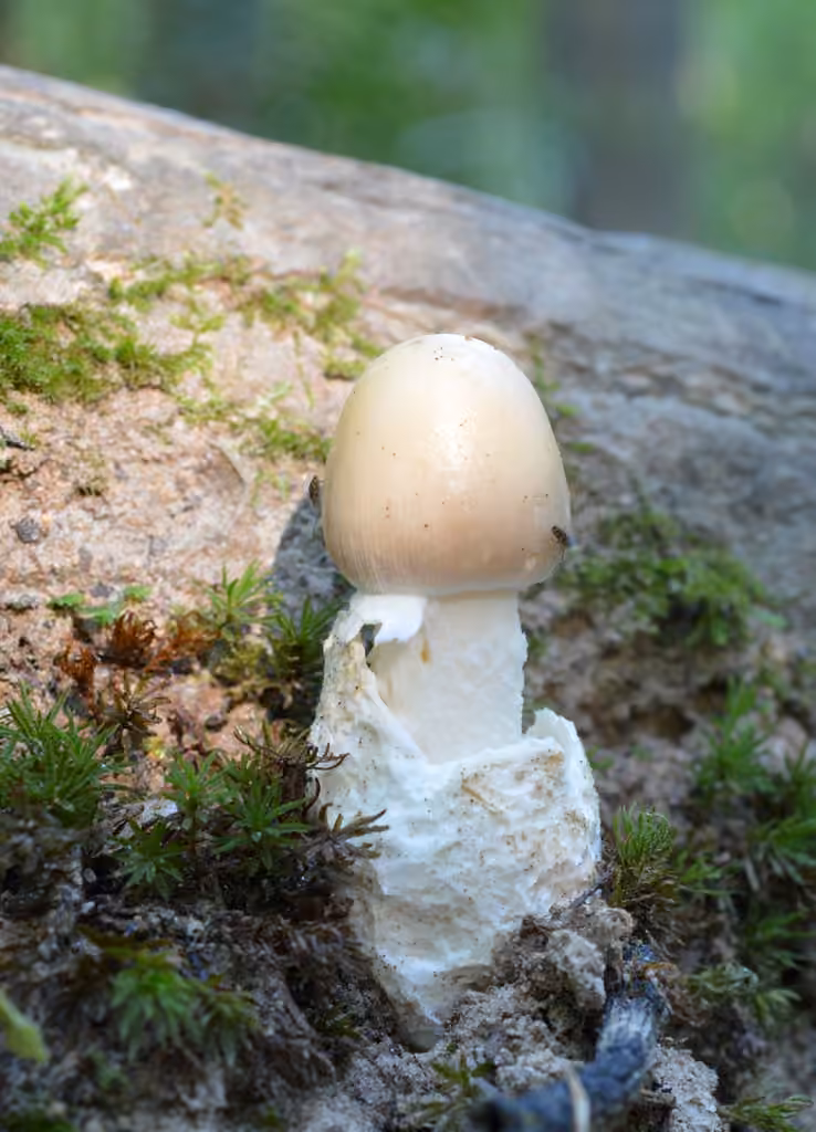 Murrill's Slender Caesar, photo 2 of 5