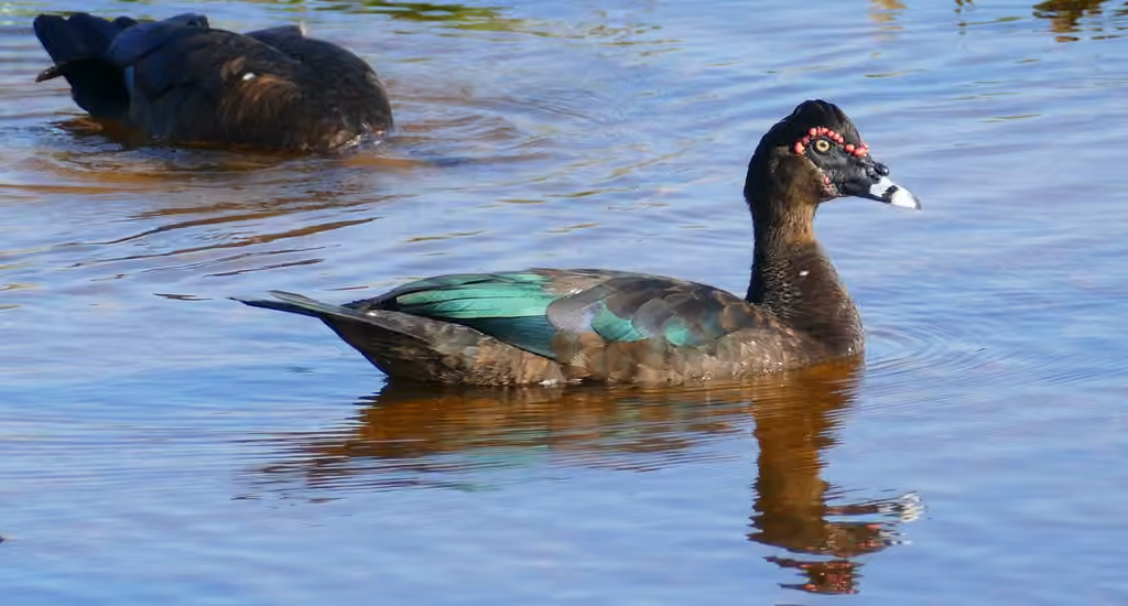 Canard musqué, photo 2 sur 5