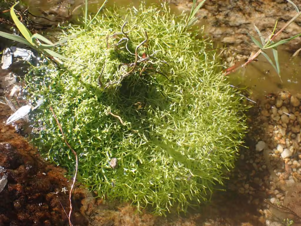 Riccie flottante, photo 3 sur 5