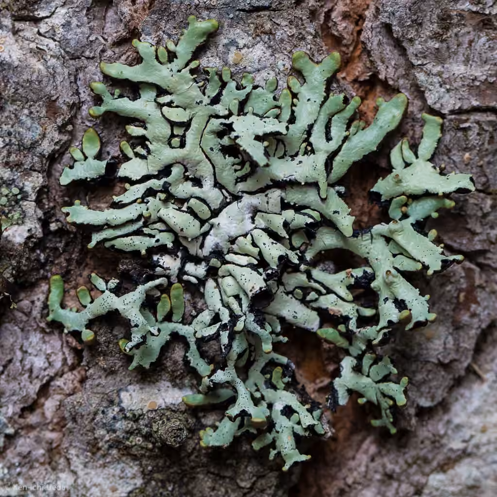 Budding Tube Lichen, photo 1 of 5