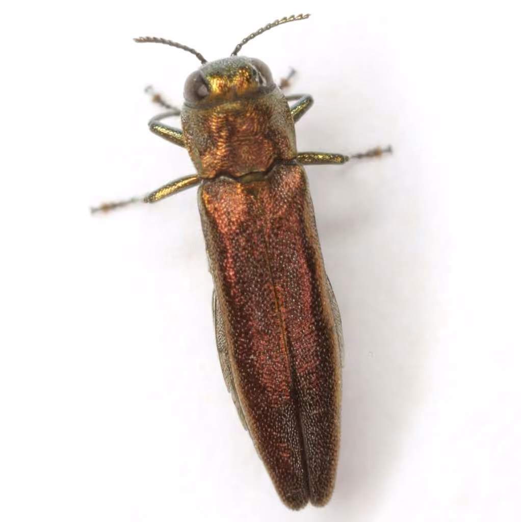 Willow Gall Limb Borer, photo 2 of 5