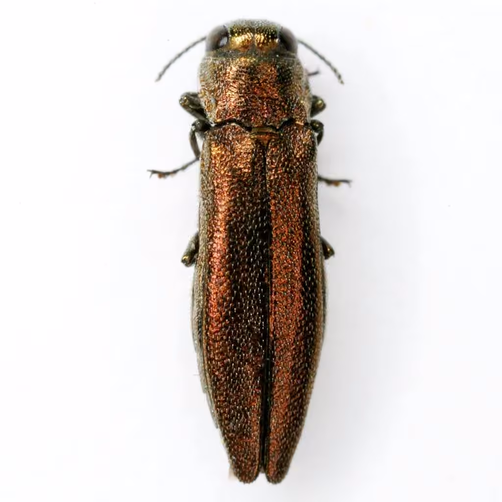 Willow Gall Limb Borer, Adult